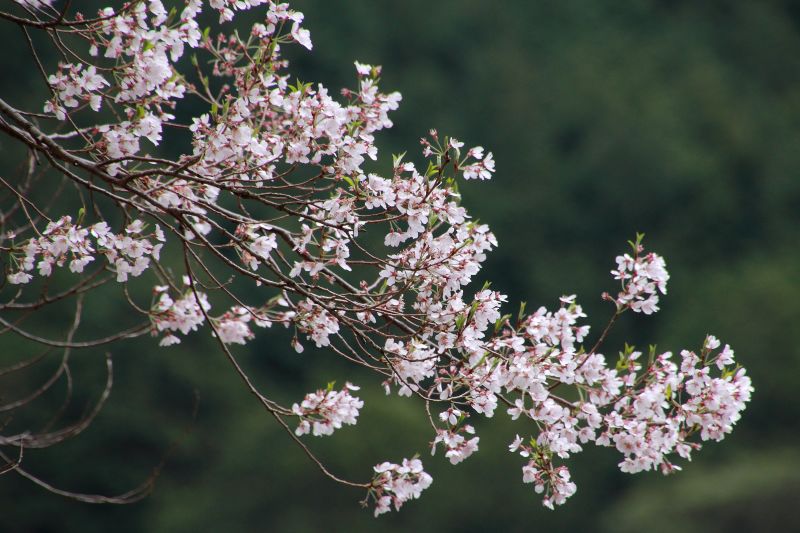黒川桜の森_005.jpg