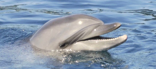 150711dolphinbrain1-thumb-636x281-126902.jpg