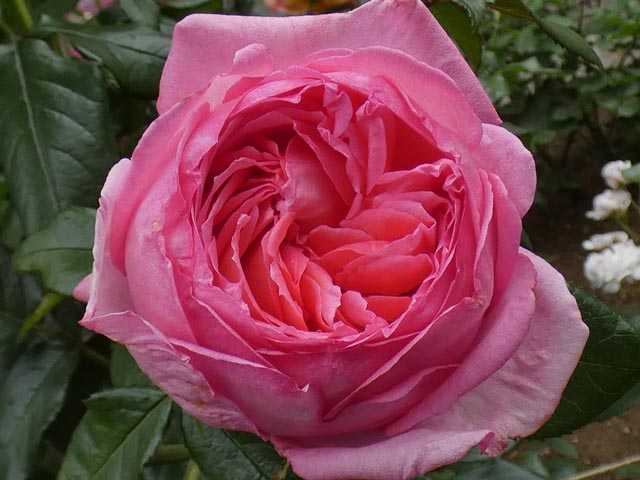 バラの初開花は5品種 ラローズドゥモリナール かおり ノスタルジー パーティラナンキュラ フレグラントヒル バラの美と香りを求めて 楽天ブログ