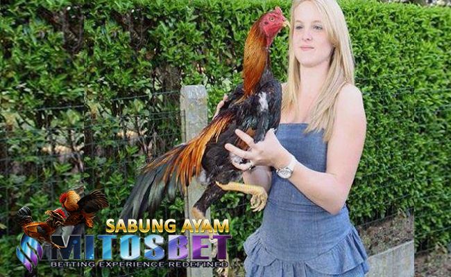 Judi Adu Ayam Sabung Online S128 Terbaru Indonesia 