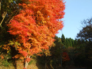 紅葉