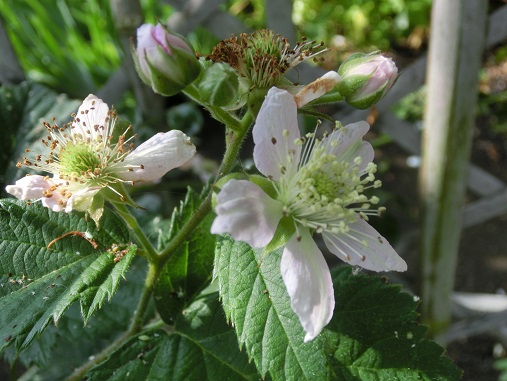 ブラックベリーの花