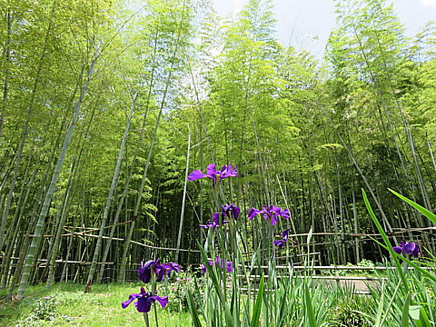 IMG_1308.jpg