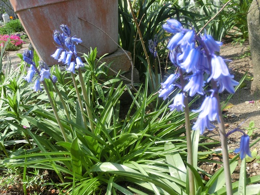 ツリガネスイセン