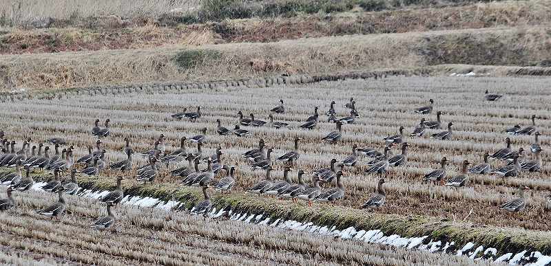 IMG_4725 (800x387).jpg