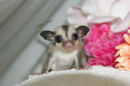 フクロモモンガベビーを石巻市近郊で探す 宮城ペット小動物 宮城県 ペットショップ鈴花 楽天ブログ