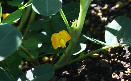 落花生の花　27.7.14-2_edited-1.jpg