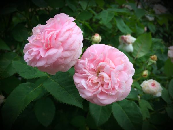 rblog-20160528224442-06.jpg