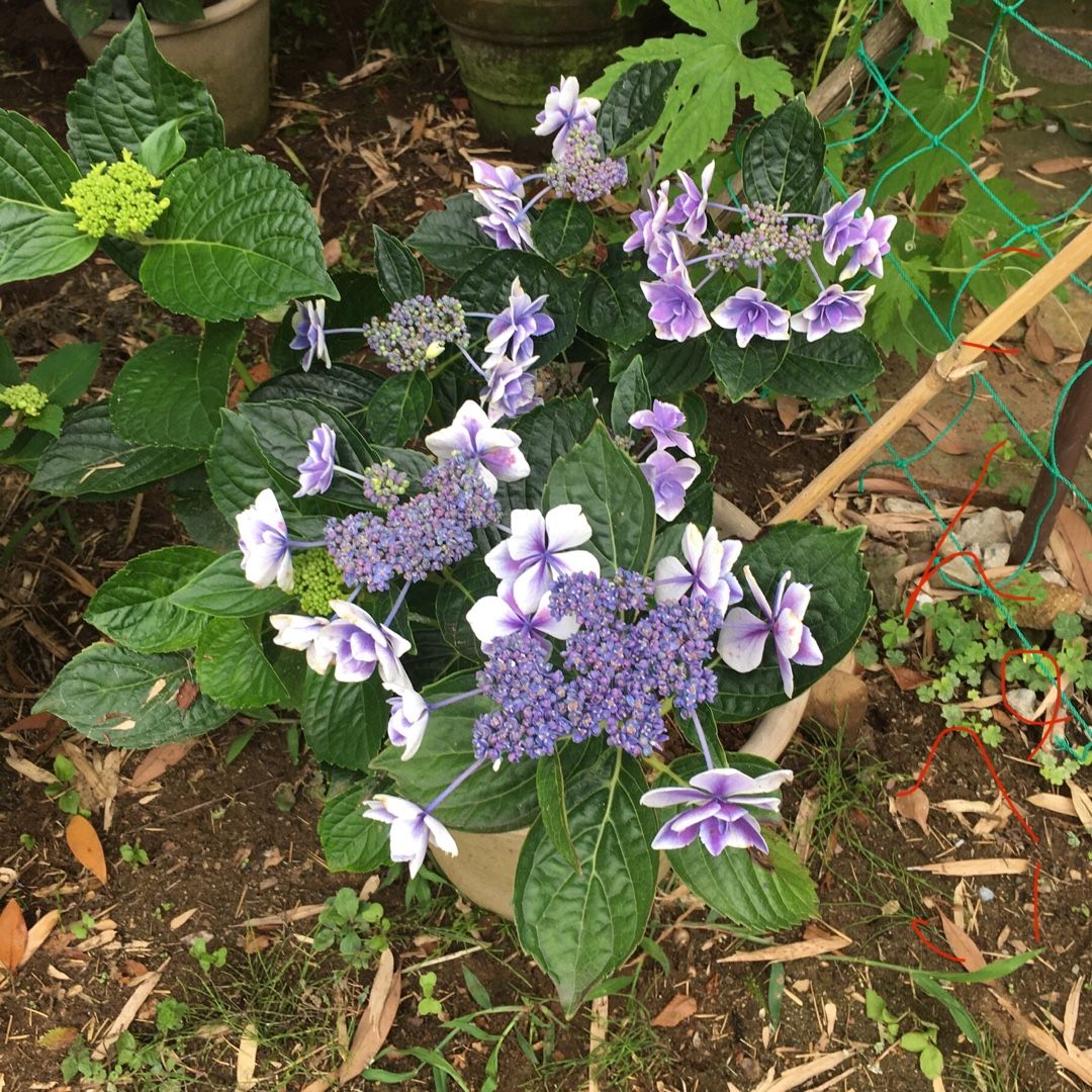紫陽花7種満開 Futtutyの菜園ブログ 楽天ブログ