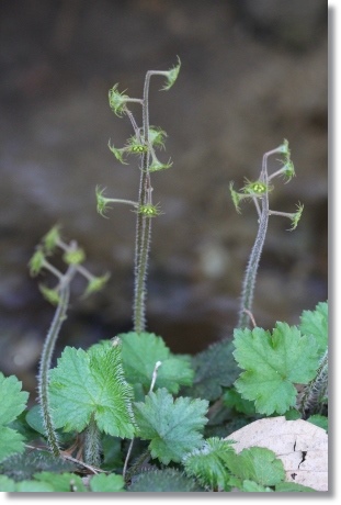 樹木公園-40 コチャルメルソウ-2 14.3.29