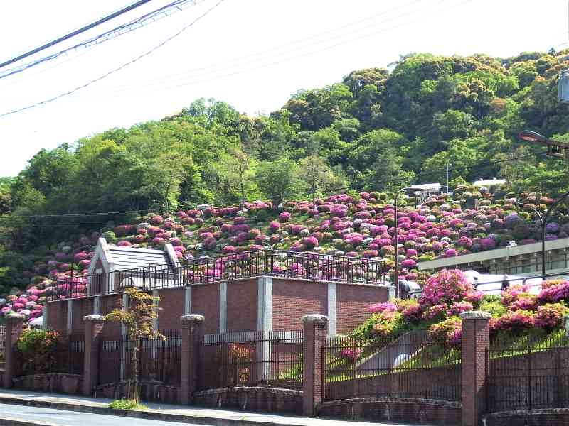 今年も出かけた 蹴上のつつじ お散歩うさぎさんのブログ 京都 いろ色 楽天ブログ