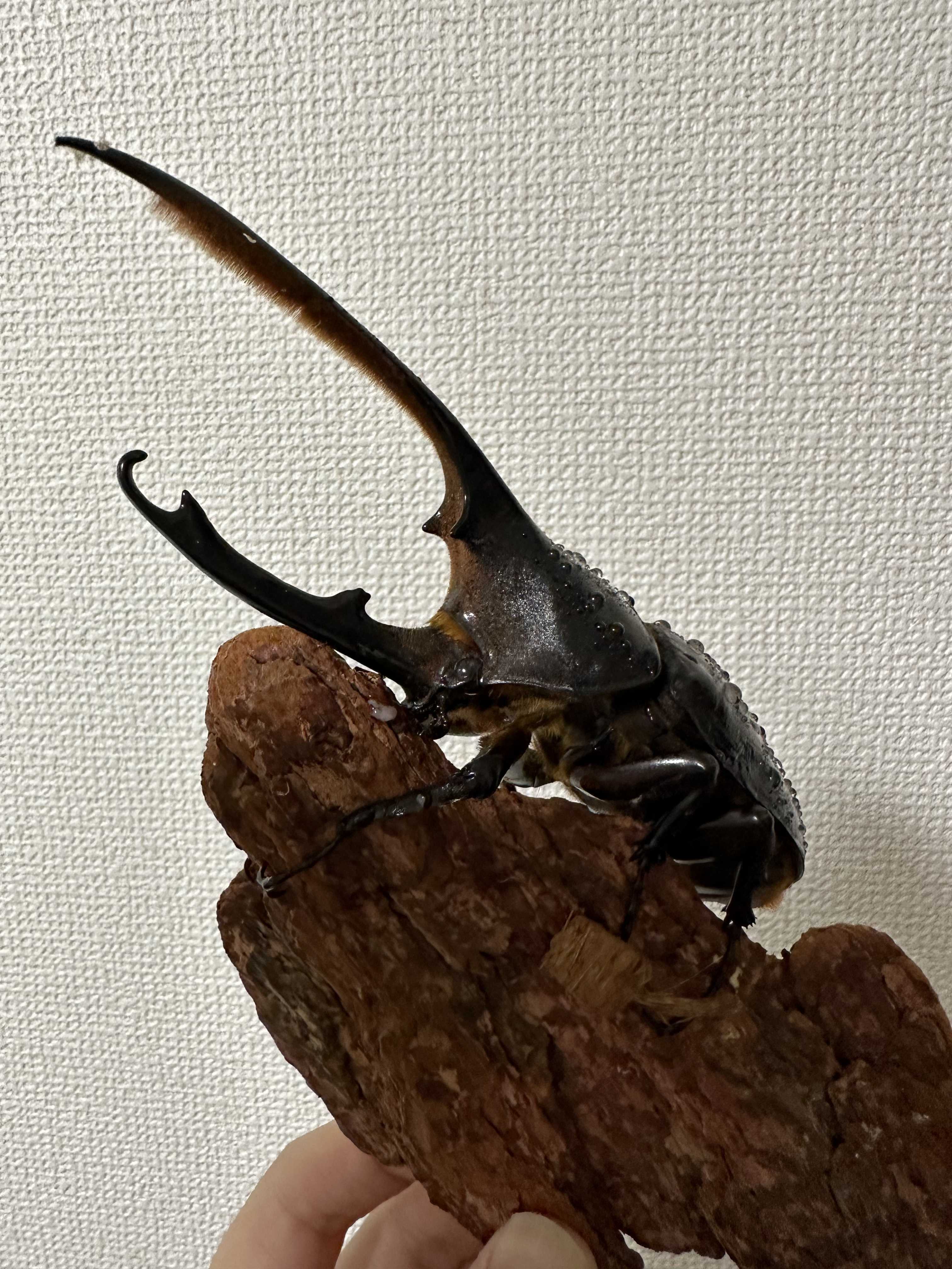 ヘラクレス・オキシデンタリス 産卵セットへ！ | まっさん