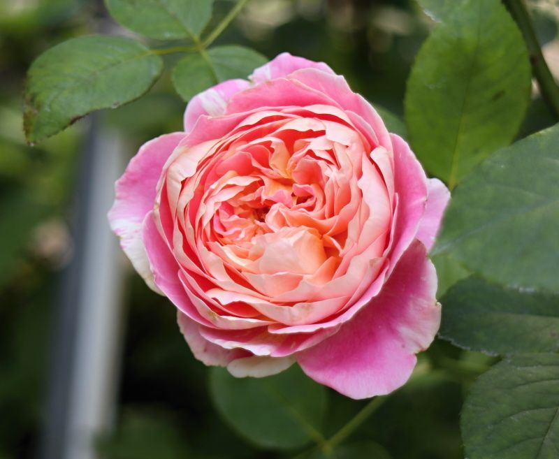 クロードモネ バラと可愛い花たち 楽天ブログ