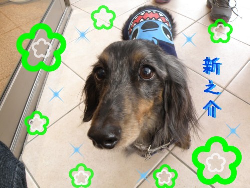 新之介.JPG