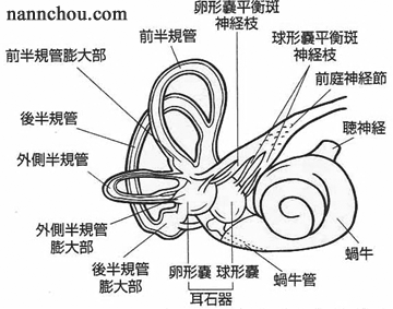 平衡感覚の三半規管