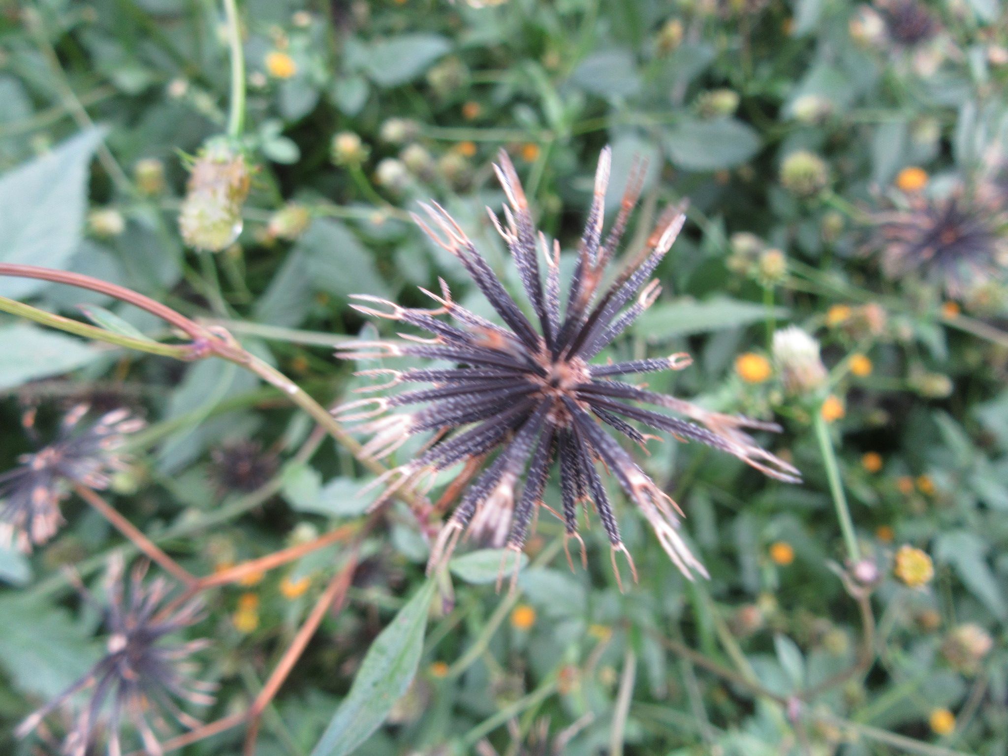 コセンダングサの種 くっつきます 私と陶芸 楽天ブログ