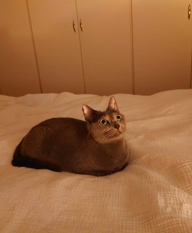 猫日記 ロシアンブルーの寿命 みりうノオト 楽天ブログ