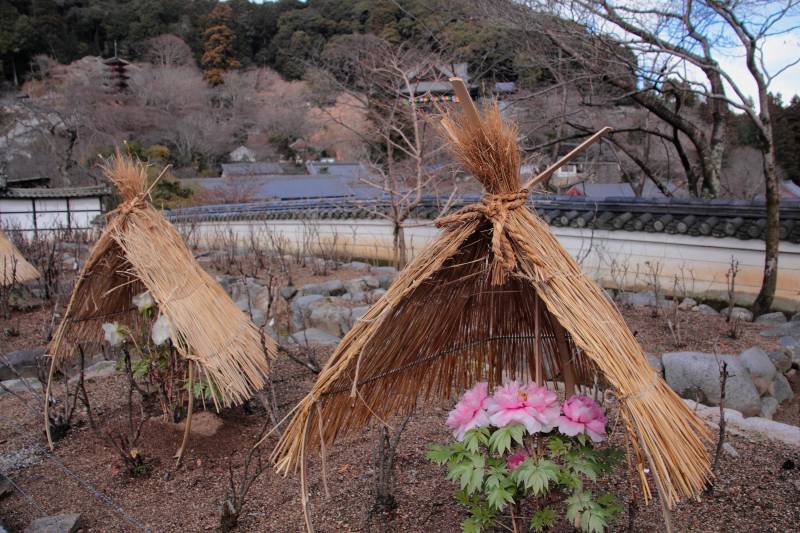 長谷寺・本坊境内_003.jpg