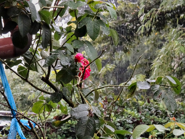 家の庭のバラの花.jpg