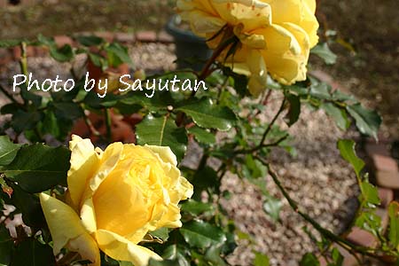 ゴールドバニー