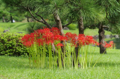 旧芝離宮恩賜庭園にて