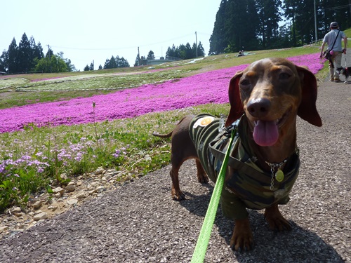 芝桜とダックス