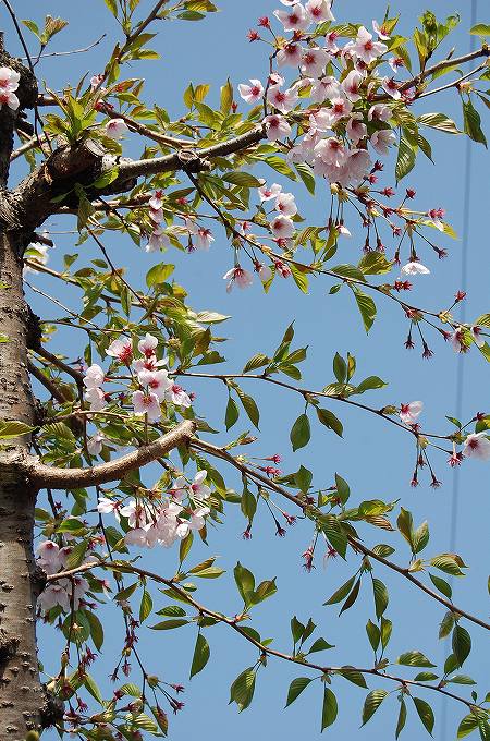 ソメイヨシノ桜