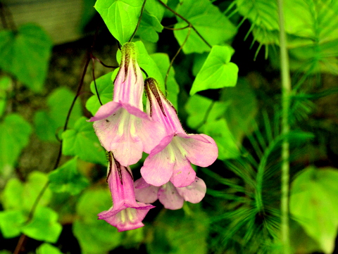 未知にヒルガオ科の花