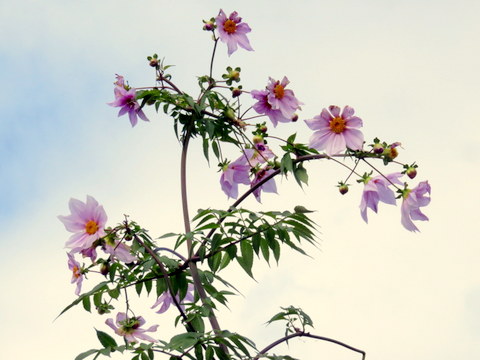 花の部分・皇帝ダリア