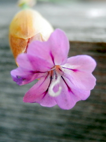 イヌコモチナデシコの花・川除