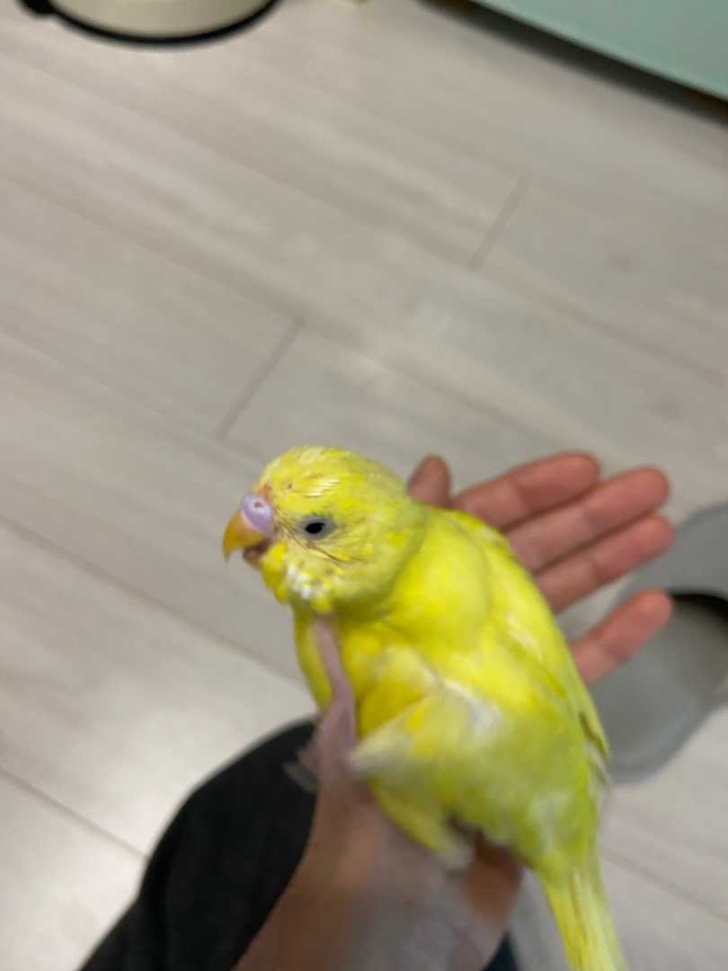 セキセイインコ 換羽 1ヶ月 X セキセイインコ セキセイインコ部 セキセイインコのいる暮らし オカメインコ オカメインコ部 オカメインコのいる暮らし セキセイインコのいる暮らし 楽天ブログ