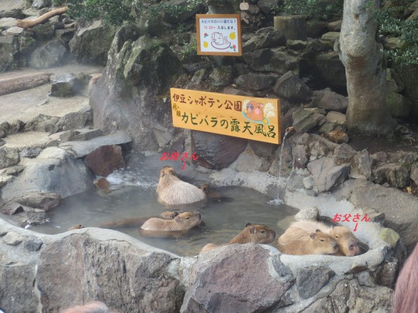 シャボテン公園