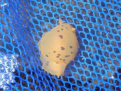 和歌山磯採集2013年4月下旬17　クロシタナシウミウシ（Dendrodoris fumata）