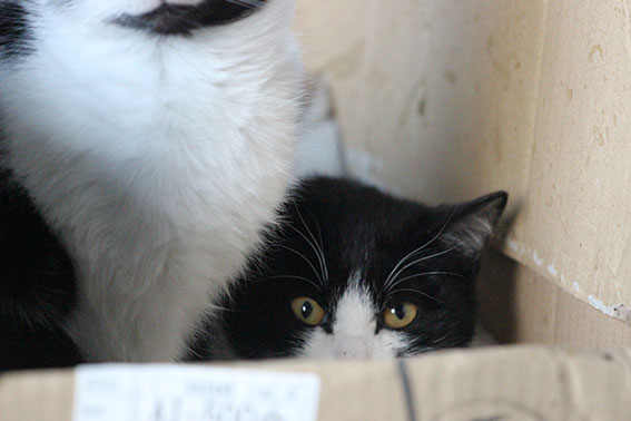 我が家の2015/1/2-2