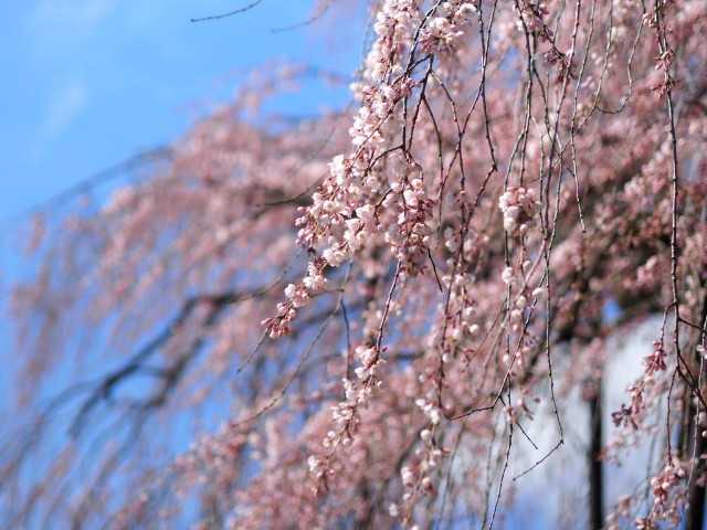 兵庫県 新温泉町 泰雲寺のしだれ桜の開花状況 22 4 2撮影 公式 兵庫県 山陰湯村温泉 湧泉 ゆうせん の宿 ゆあむ の楽天ブログ 楽天ブログ 兵庫県 新温泉町 泰雲寺のしだれ桜の開花状況 22 4 2撮影 公式 兵庫県 山陰湯村温泉 湧泉 ゆうせん の宿 ゆあむ の楽天ブログ 楽天ブログ