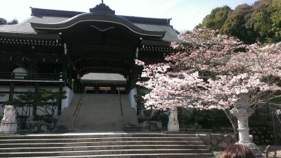 cherry blossoms in Kyoto