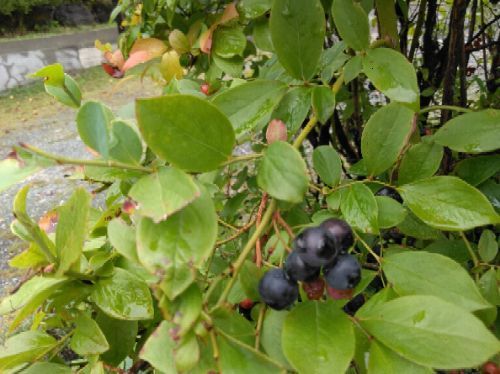 rblog-20180902164000-01.jpg