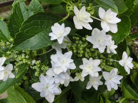 隅田の花火