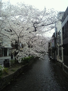 桜.jpg