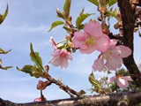 河津桜ブログ用.jpg