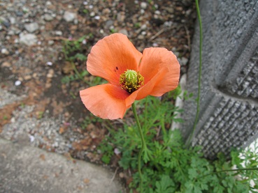 花.jpg