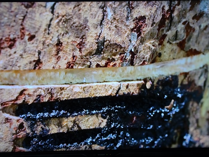 図録「URUSHI ふしぎ物語 - 人と漆の12000年史」国立歴史民俗博物館 図録 | 企画展示 | URUSHIふしぎ物語 | 人と漆の12000年史 - ノース