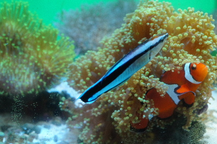 2015_0726ﾎﾝｿﾒﾜｹﾍﾞﾗ30cm0007.JPG