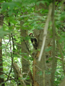 06-21akagera (3).JPG