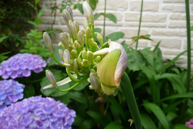 P1040117ss.jpg