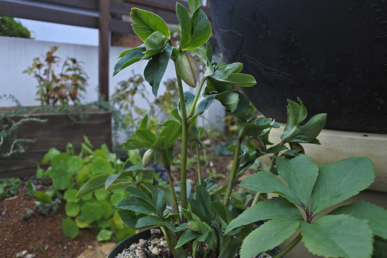 クリスマスに咲かないクリスマスローズ にゃんこ飼いたいのブログ タイトル思案中 楽天ブログ