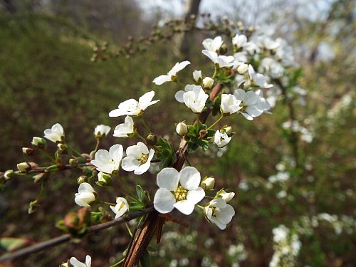 3-23 yukiyanagi-301-b.jpg