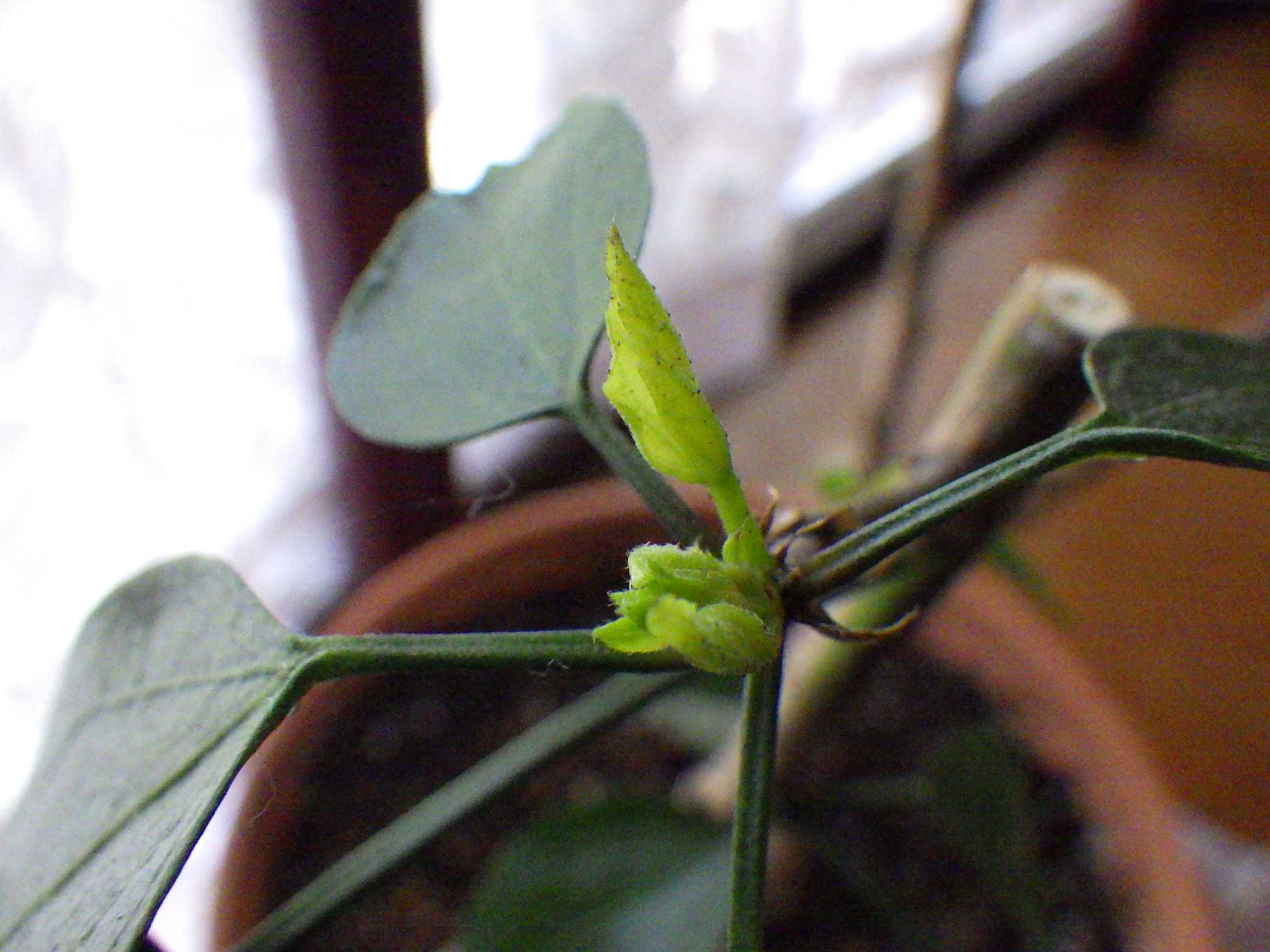 冬越ししたハイビスカスと観葉植物 バラを咲かせることが好き 楽天ブログ