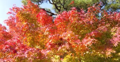 1211839紅葉.JPG