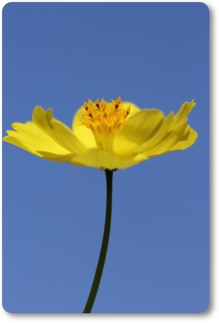 キバナコスモス-7 13.9.18